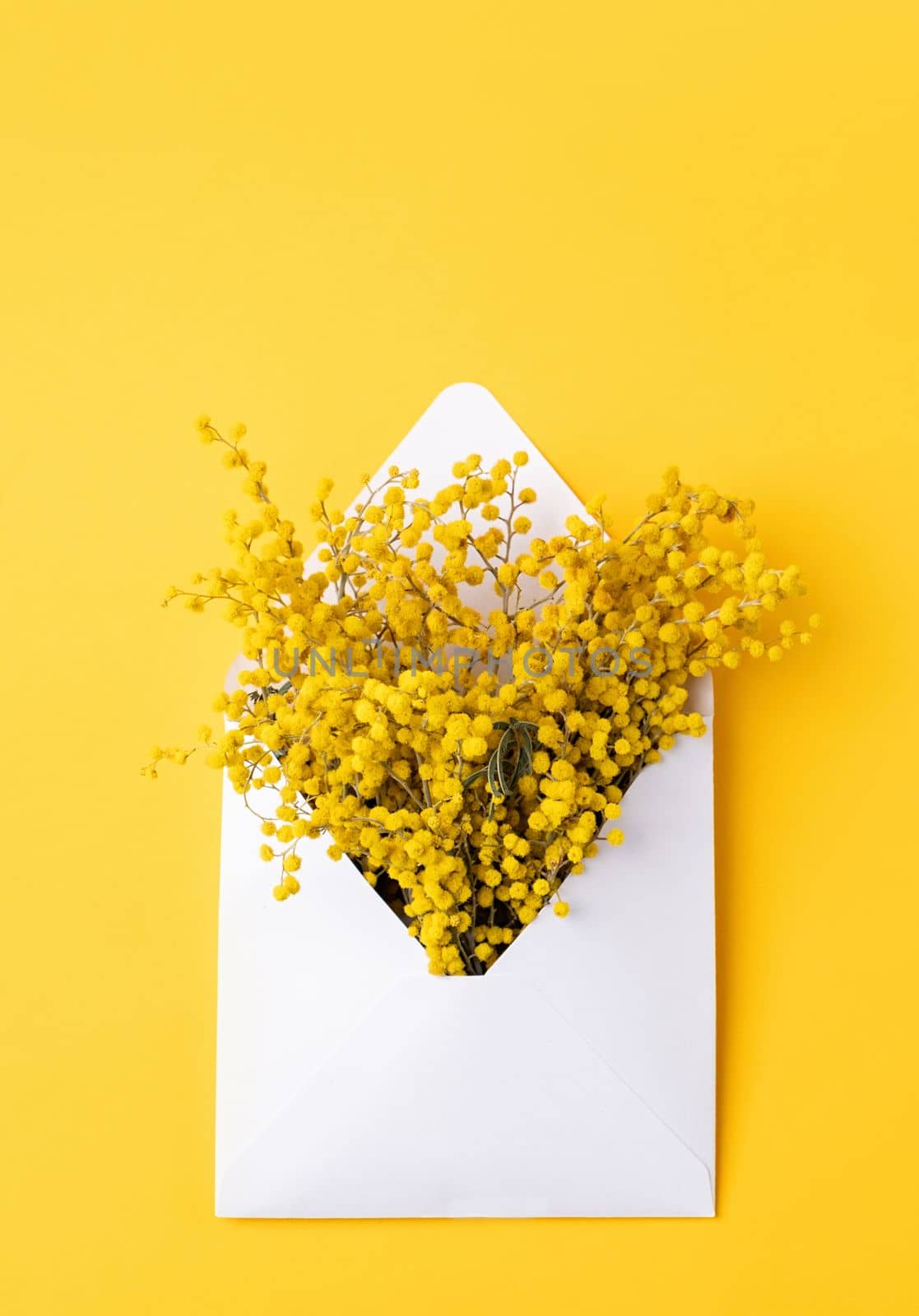 Spring congratulations. Opened white envelope with yellow mimosa flowers on yellow background, mockup design