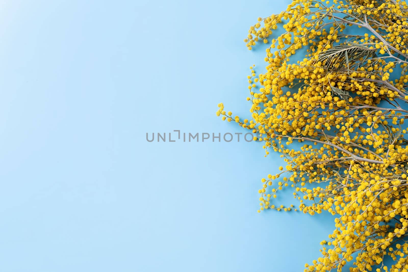 Frame of yellow mimosa flowers on blue solid bakground. Spring concept. Flat lay. Top view, banner