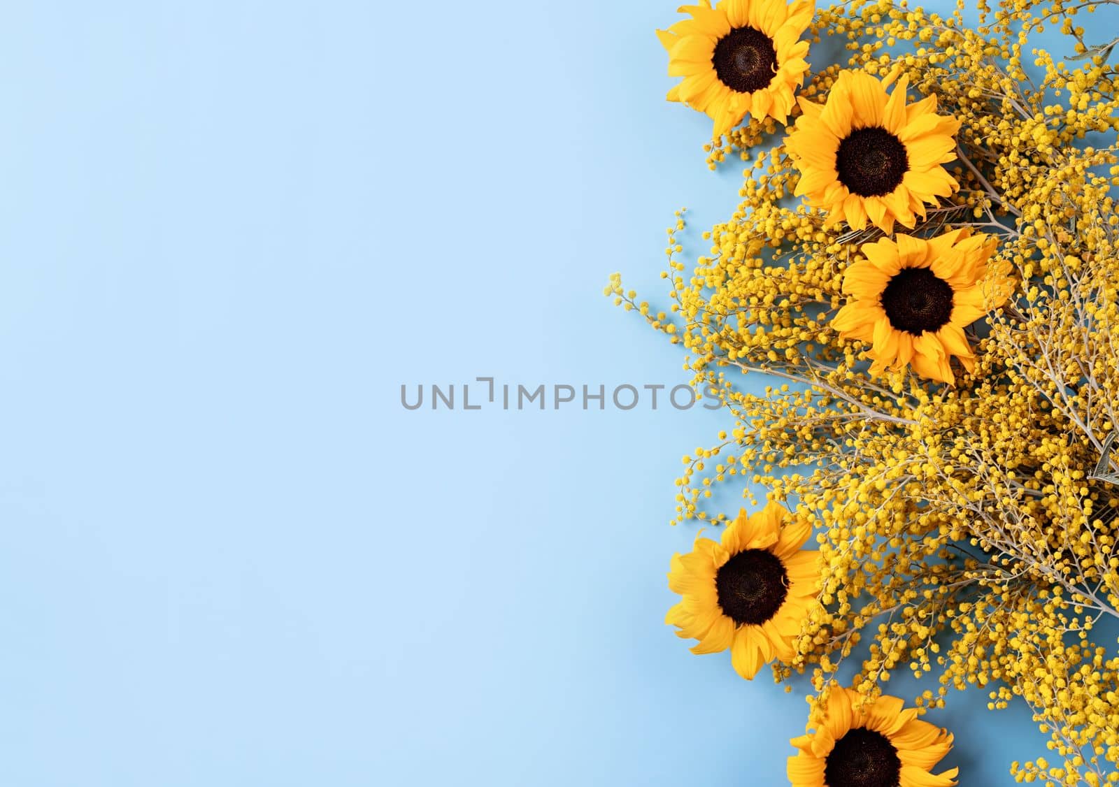 Frame of yellow mimosa flowers on blue solid bakground. Spring concept. Flat lay. Top view, banner