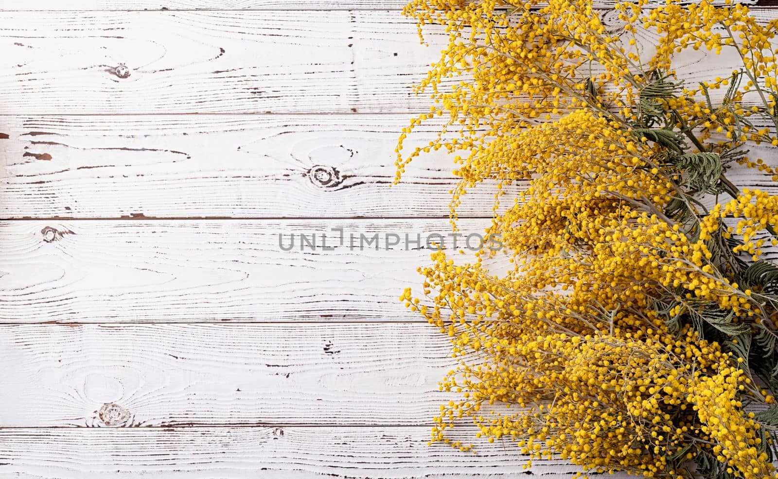 Frame of yellow mimosa flowers bouquet on wooden solid bakground. Spring concept. Flat lay. Top view, banner
