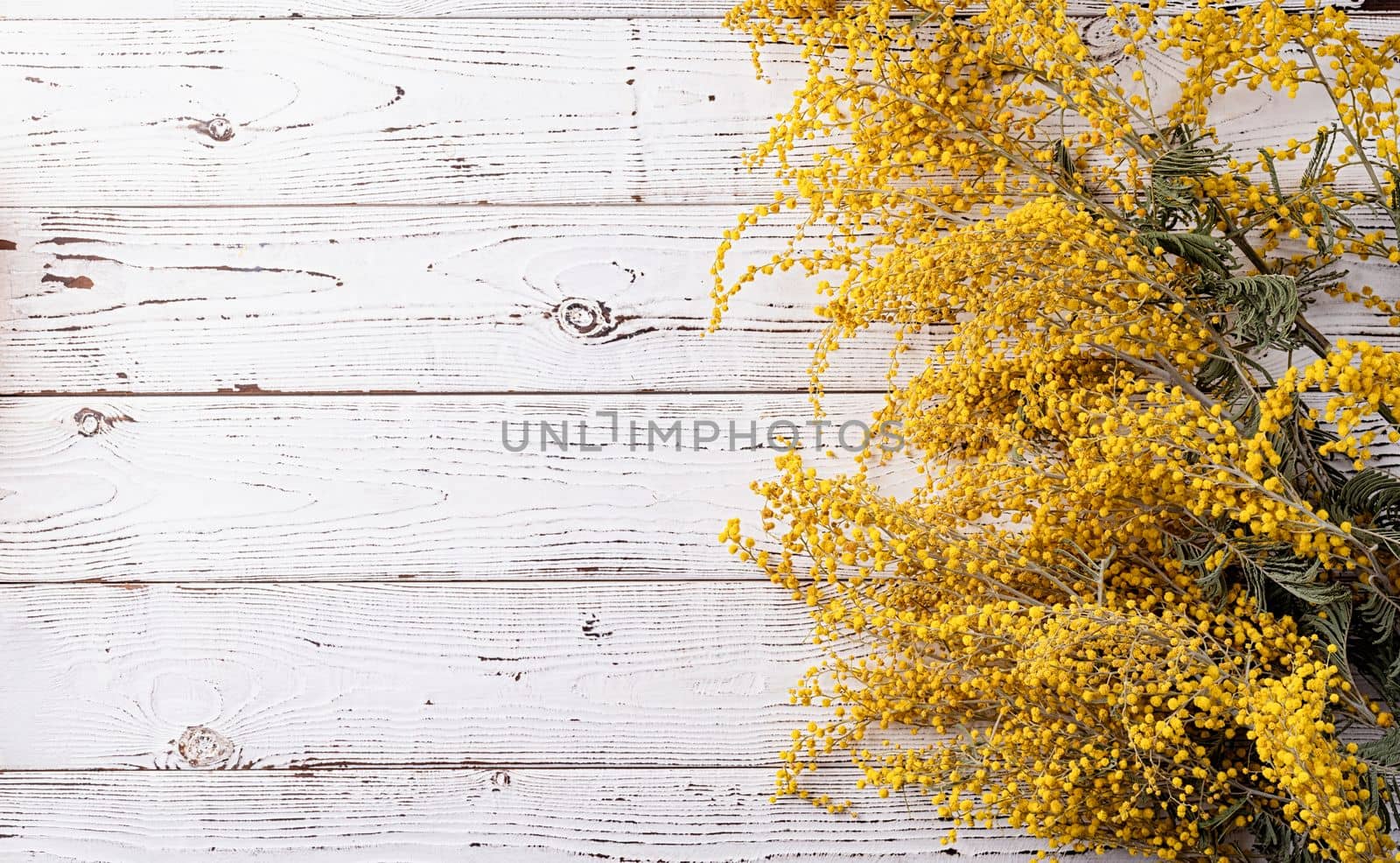 yellow mimosa flowers bouquet on wooden bakground by Desperada