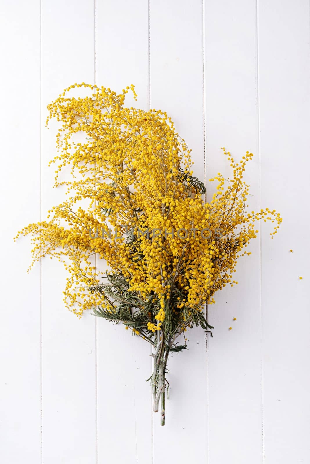 yellow mimosa flowers bouquet on wooden bakground by Desperada