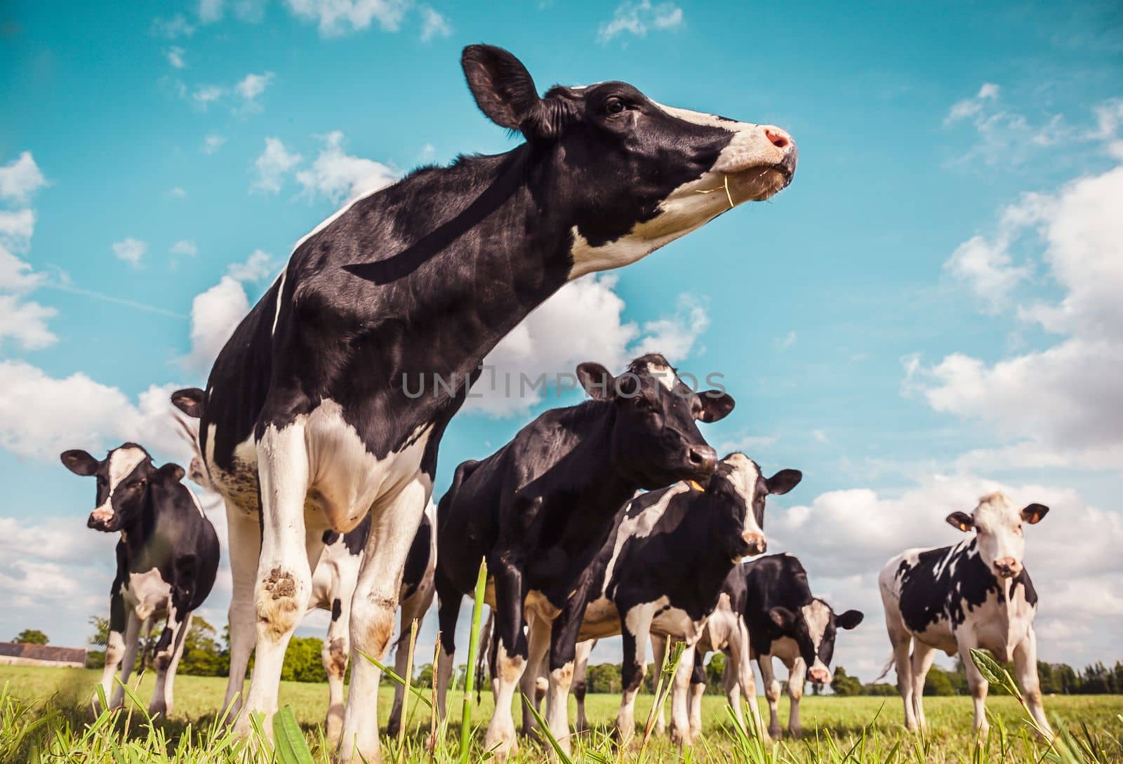 Holstein cows in a meadow by Tilo