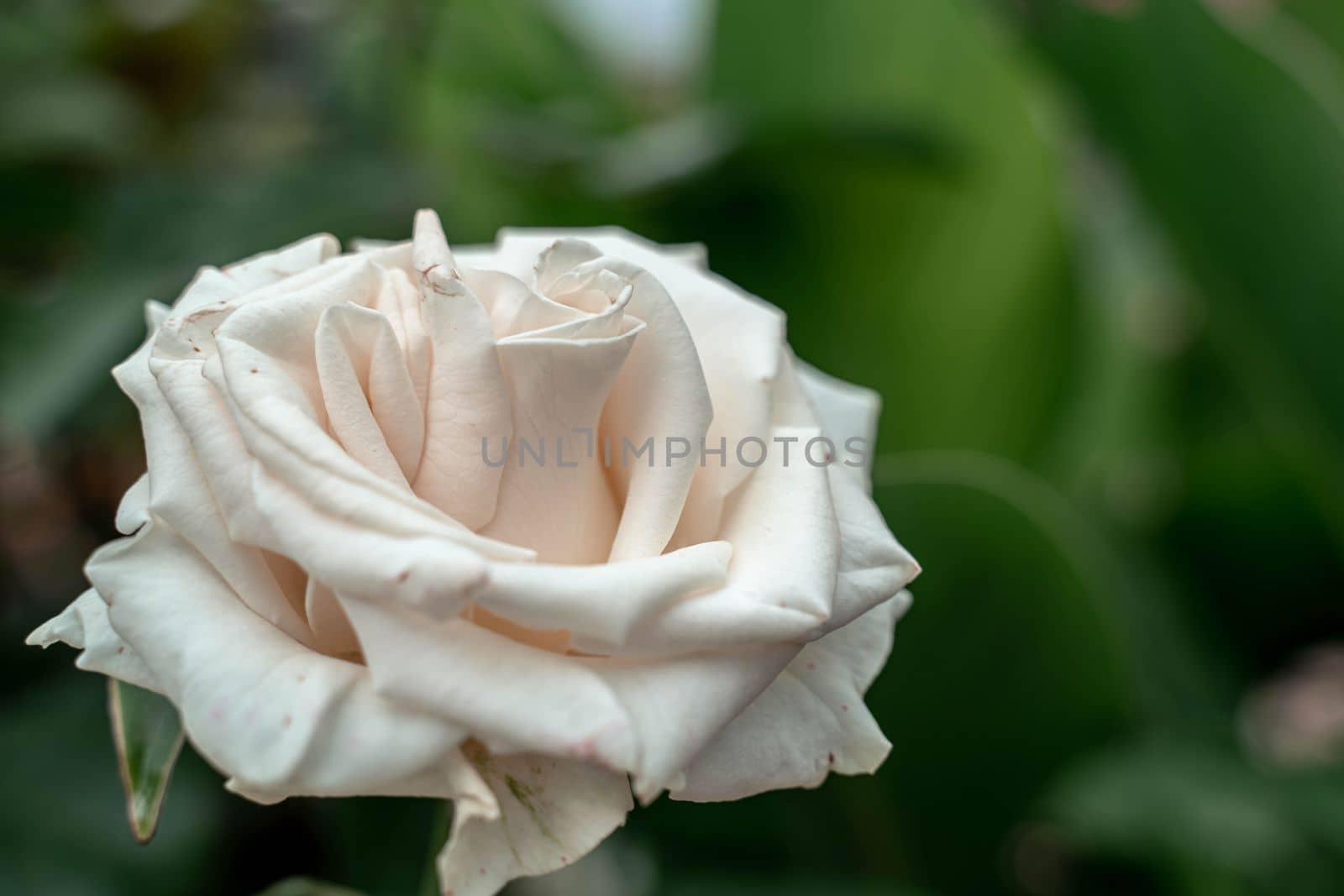 White rose flower with green leaves in the garden by Matiunina