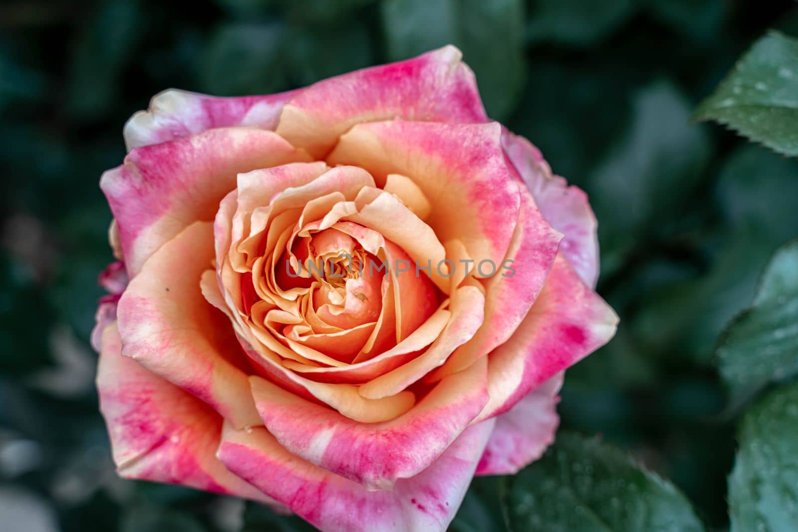 Pink striped rose flower with green leaves in the garden