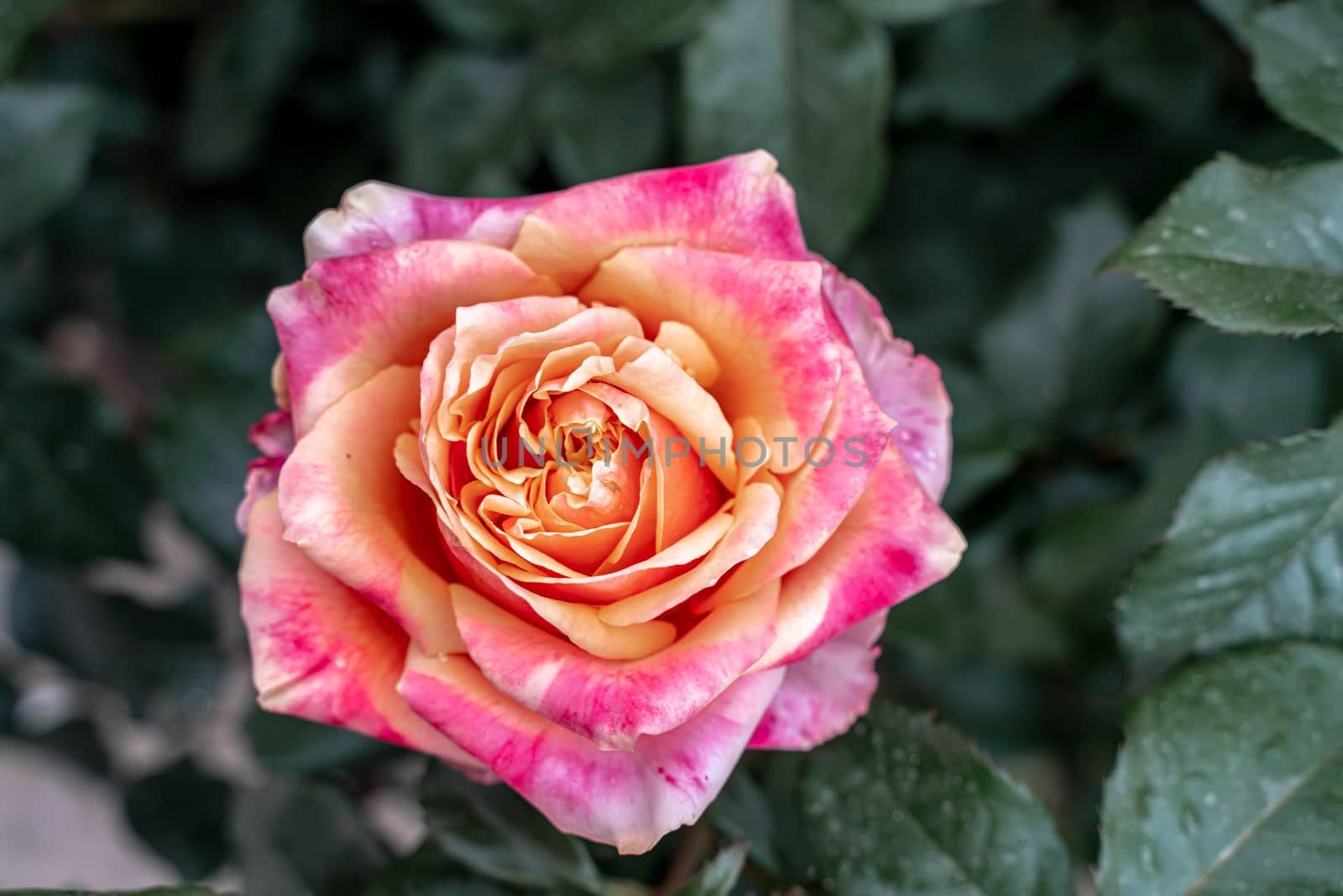 Pink striped rose flower with green leaves in the garden