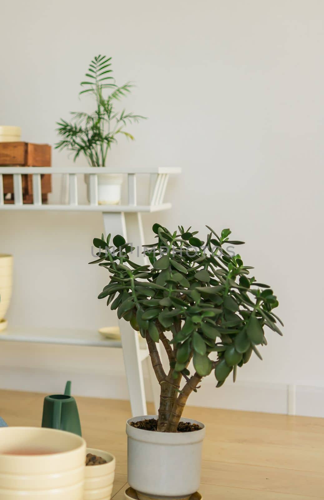 Houseplant Crassula jade plant money tree in white pot in home - home gardening concept by Satura86