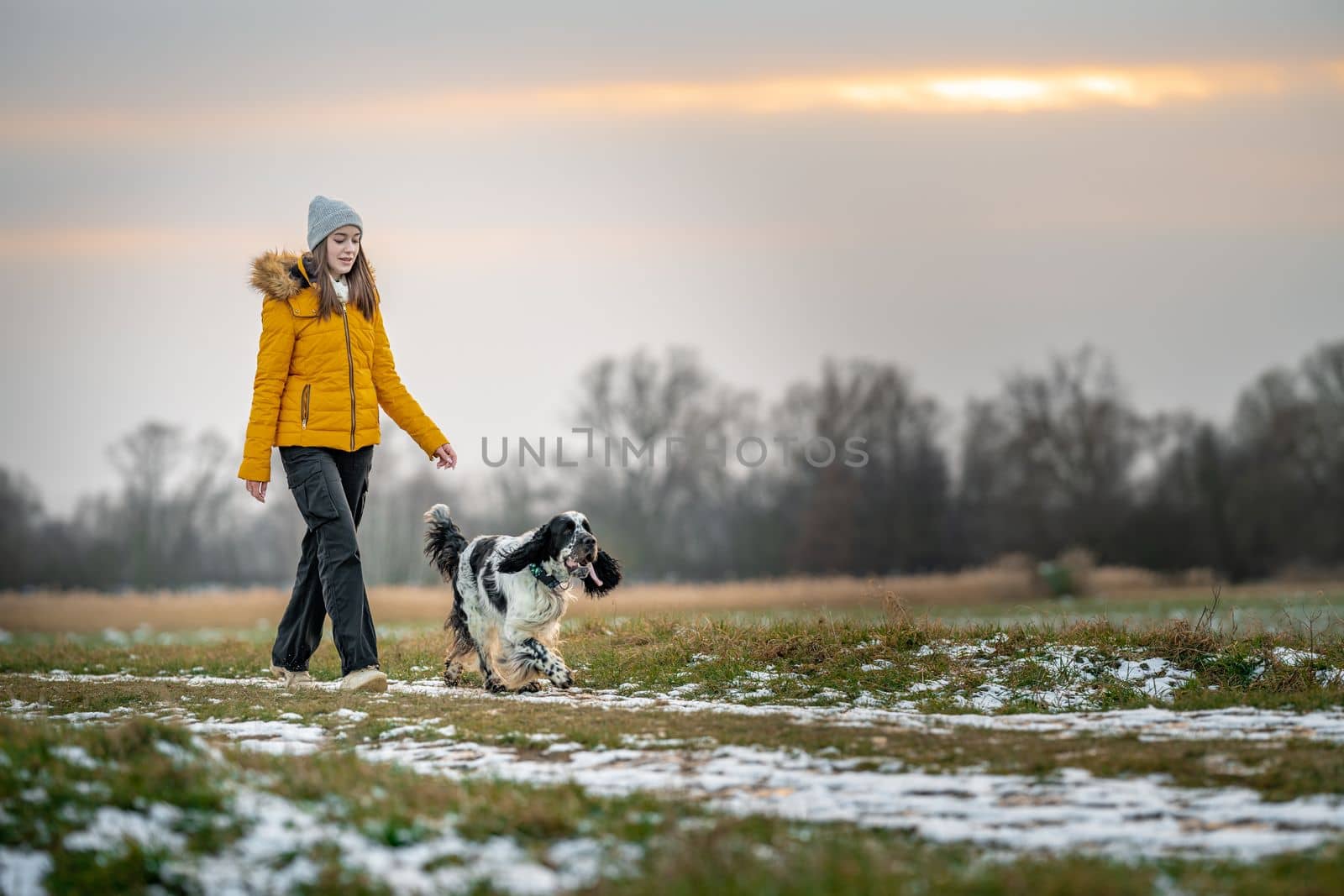 a walk with the dog in the park in nature. english setter by Edophoto