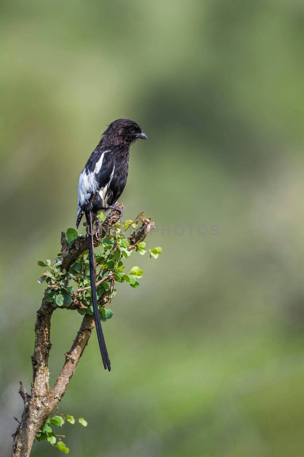 Magpie Shrike isolated in natural background in Kruger National park, South Africa ; Specie Urolestes melanoleucus family of Laniidae
