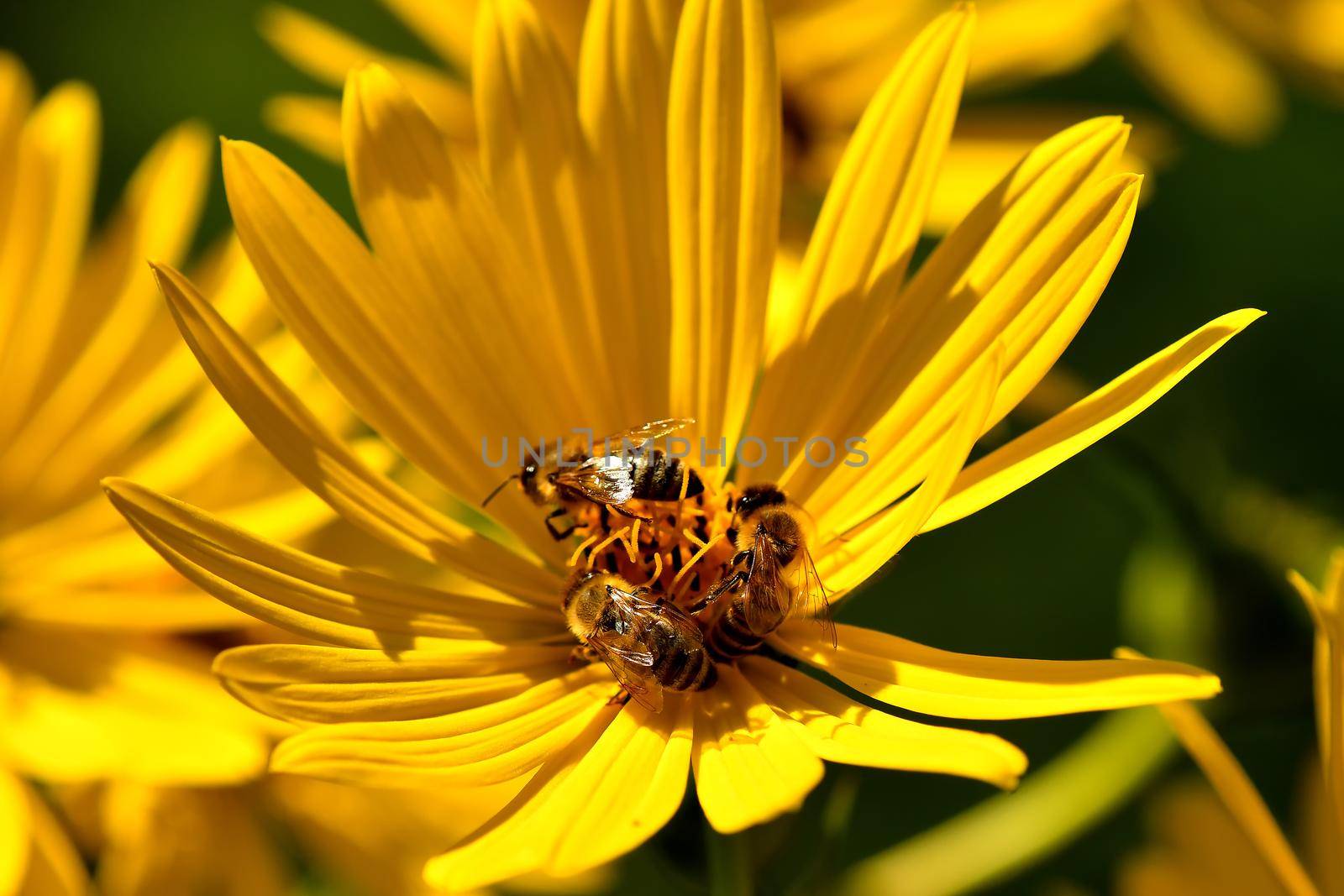 bees on yellow flower in a macro