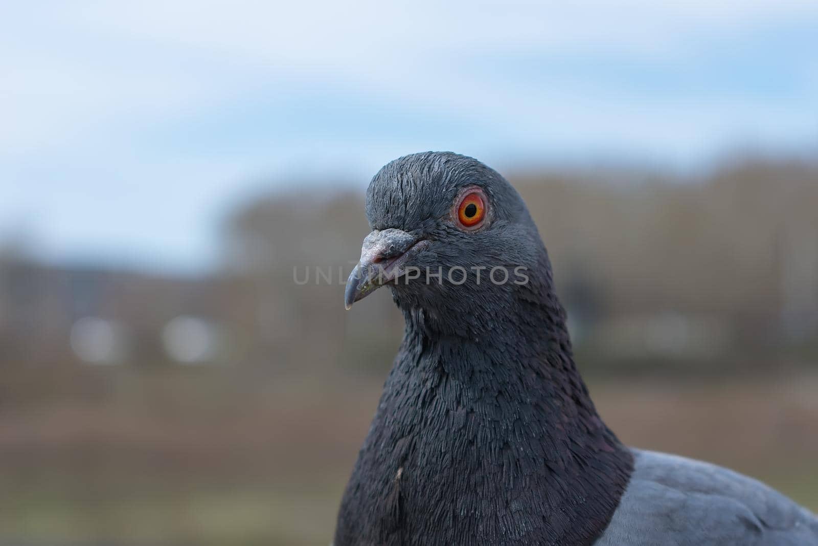 The head of a blue pigeon close-up, in the autumn in the city park