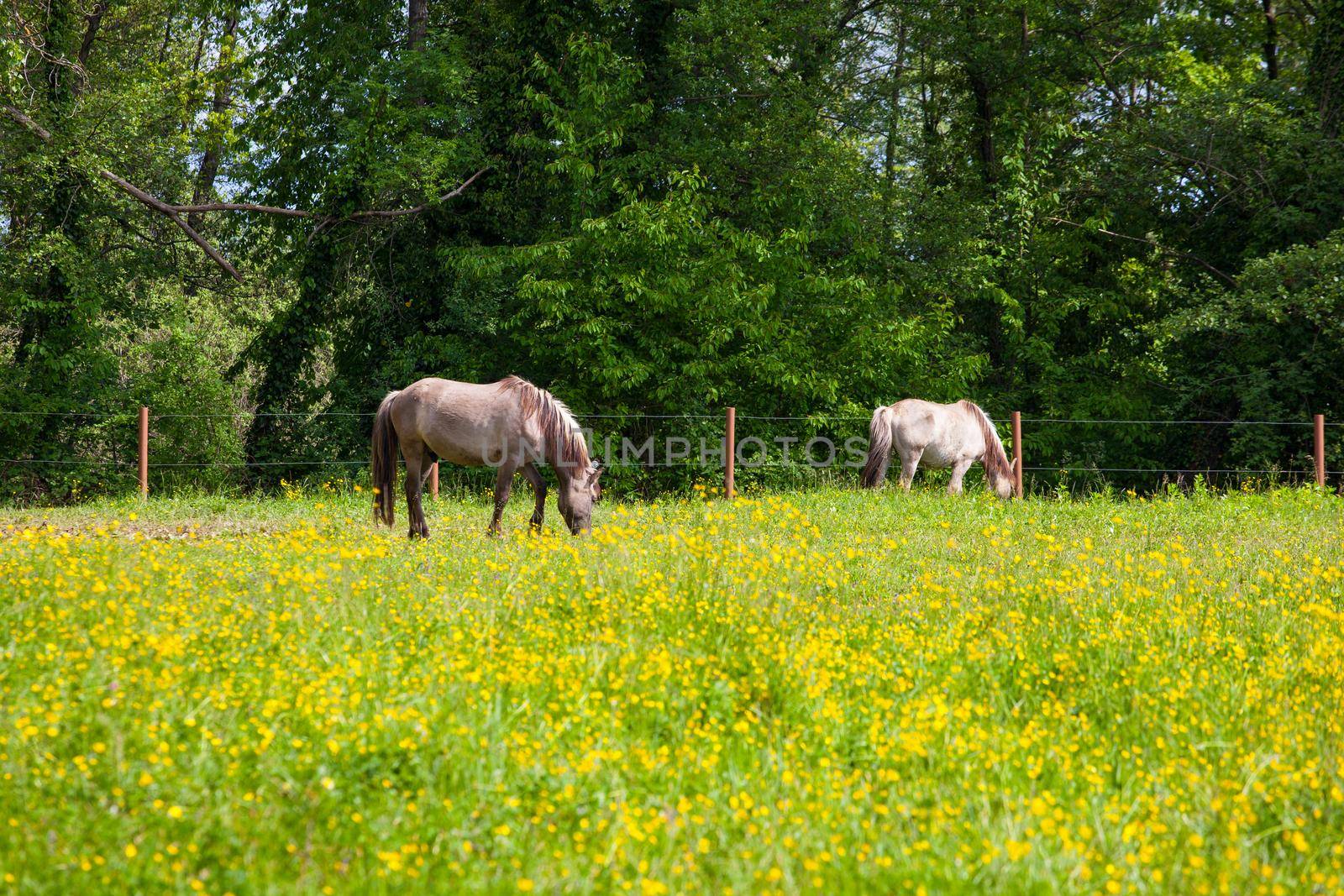 Tarpan also known as Eurasian wild horse or simply wild horse