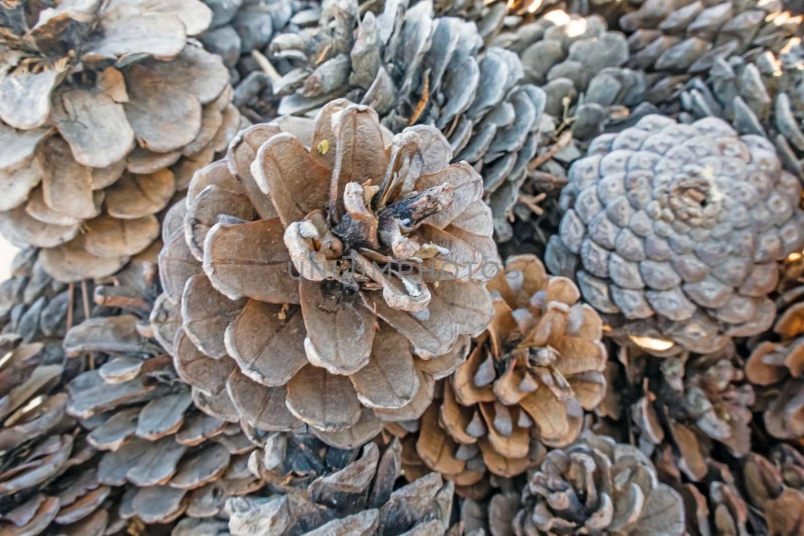 close up decorative dry pine cones