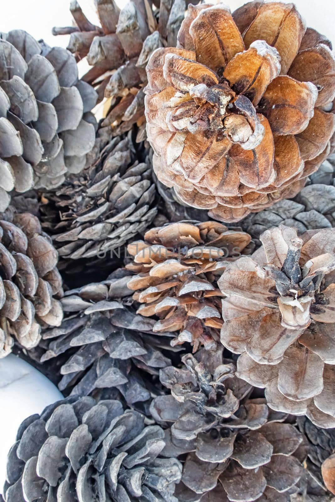 close up decorative dry pine cones