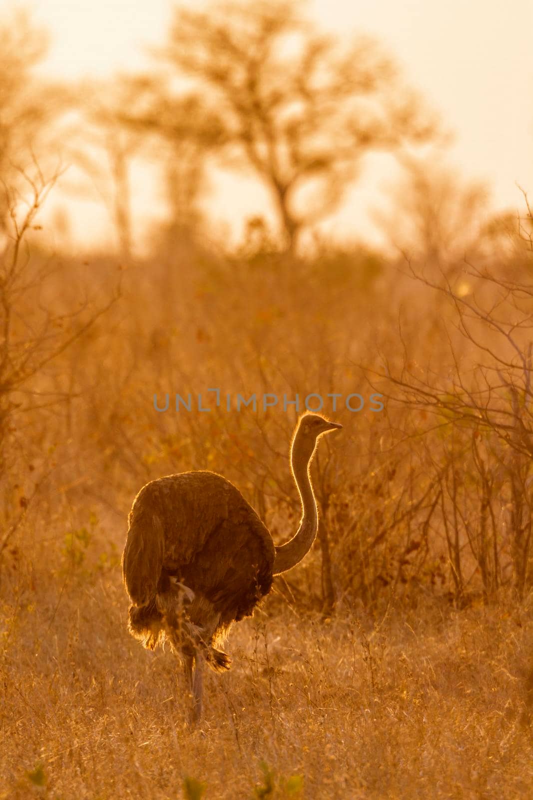 African Ostrich in Kruger National park, South Africa ; Specie Struthio camelus family of Struthionidae