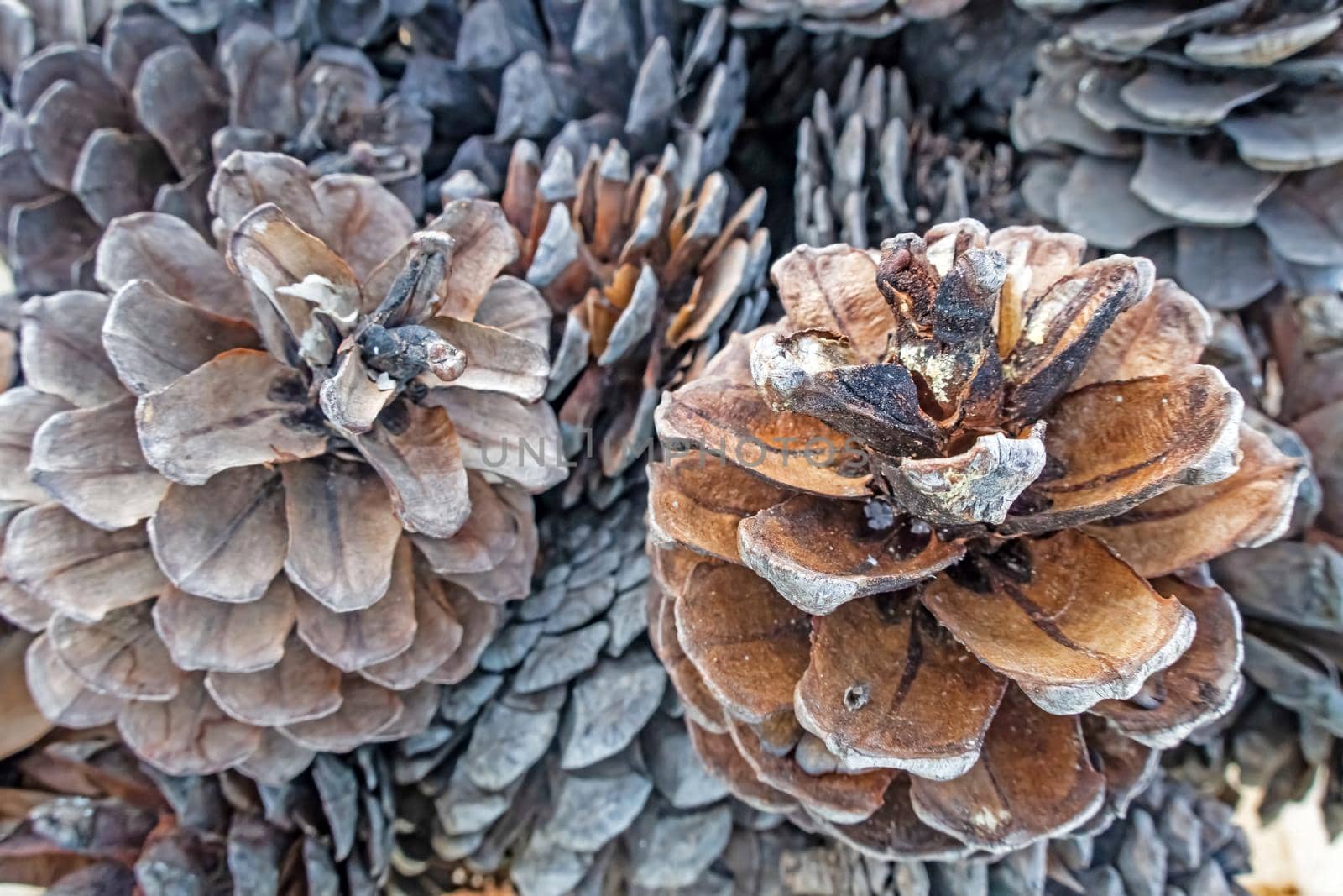 close up decorative dry pine cones by yilmazsavaskandag
