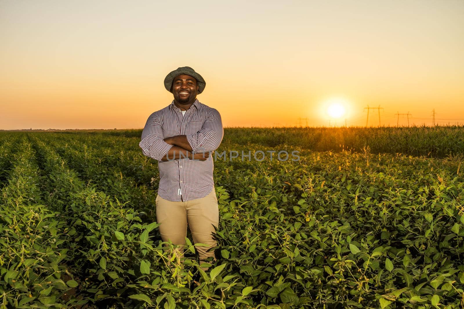 Farmer is standing in his growing soybean field. He is satisfied because of good progress of plants.