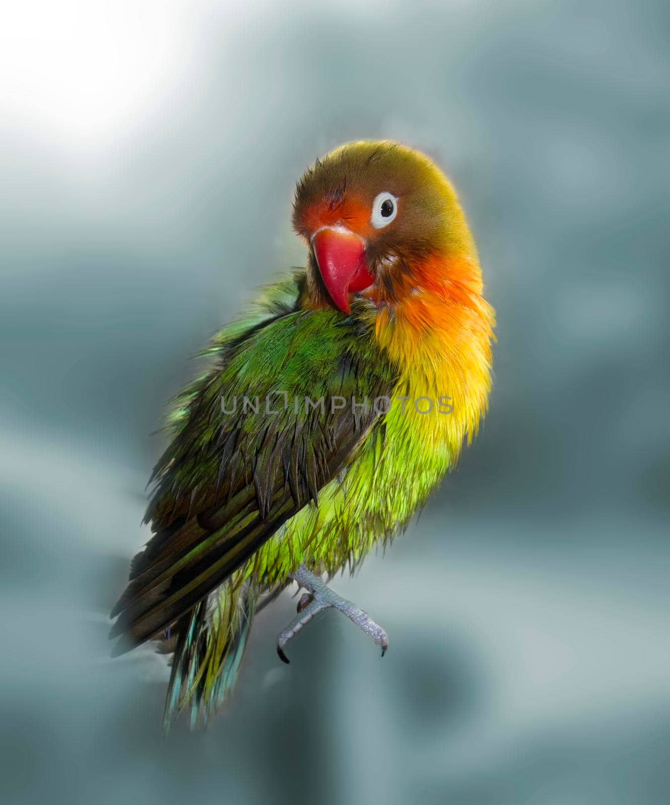 A picture of a freshly washed parrot. It is a Fisher lovebird. The bird is sitting on a crane and brushing his wet feathers. The background is faded and gray-blue so that the colored bird is visible.