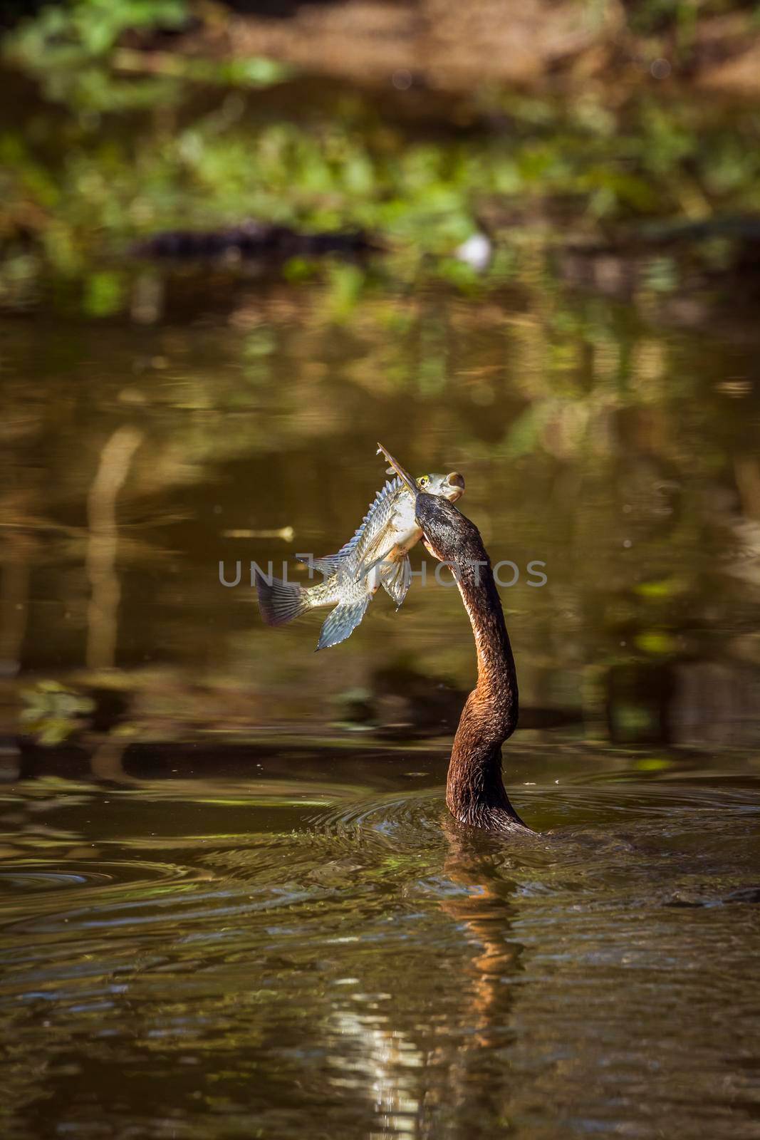 Specie Anhinga rufa family of Anhingidae