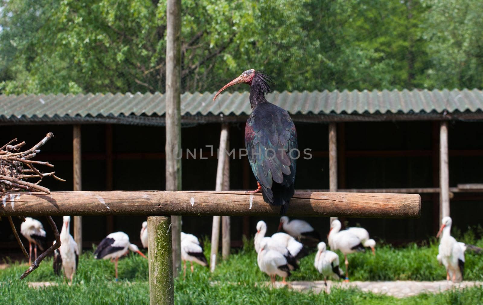 View of bird Geronticus eremita – Ibis eremita