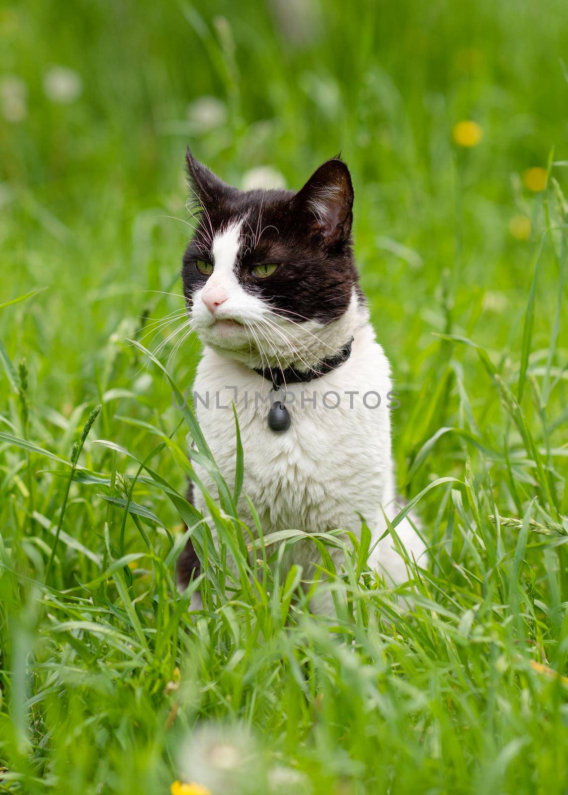 black and white cat sitting on the green grass by Iryna_Melnyk