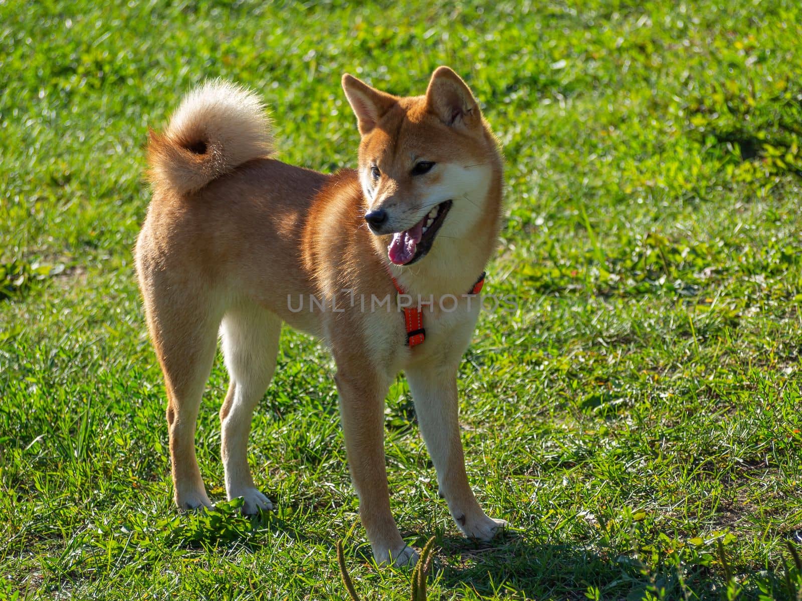 Shiba Inu plays on the dog playground in the park. Cute dog of shiba inu breed walking at nature in summer. walking outside.