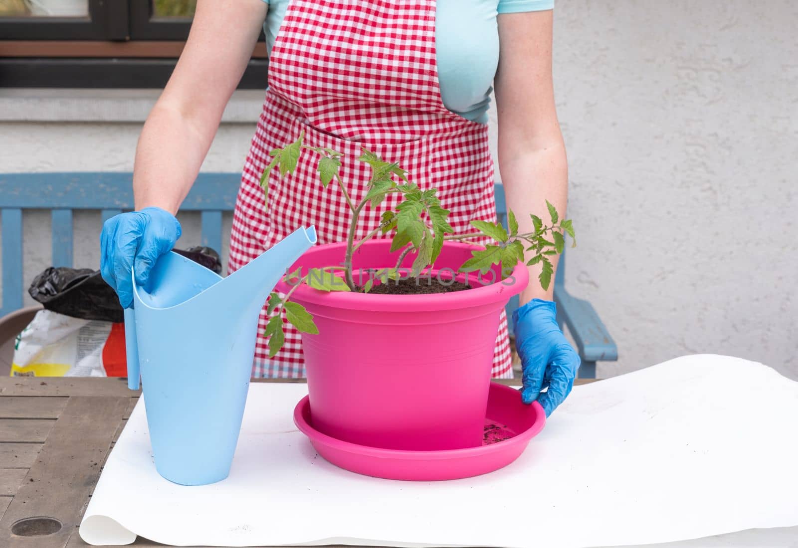 a woman gardener in gloves transplants seedlings of tomatoes into large pots, seasonal spring work in the home garden, high quality photo