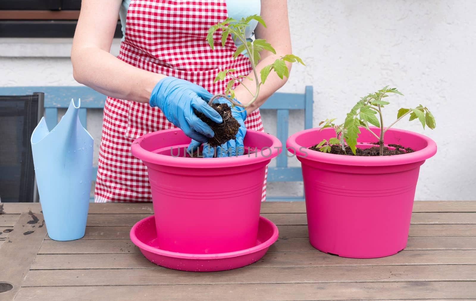 a woman gardener in gloves transplants seedlings of tomatoes into large pots, seasonal spring work in the home garden, high quality photo
