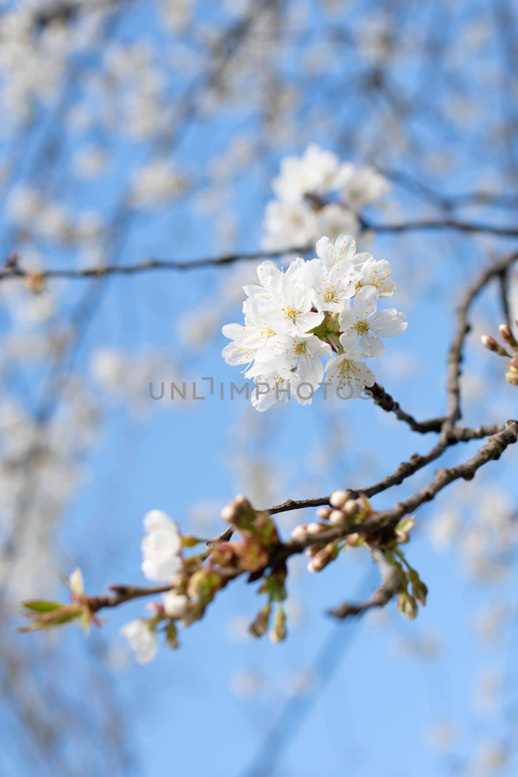 branch of cherry blossoms against the blue sky, flowering of fruit trees in early spring, natural. High quality photo