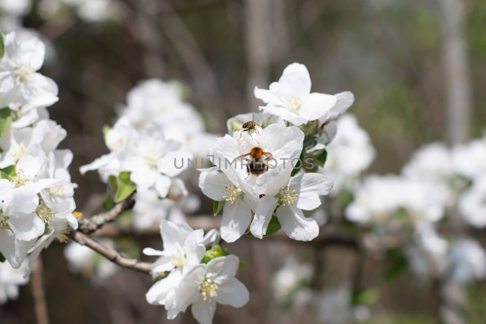blooming apple tree branch with white flowers and fluffy bumblebee pollinating flowers, early spring. High quality photo