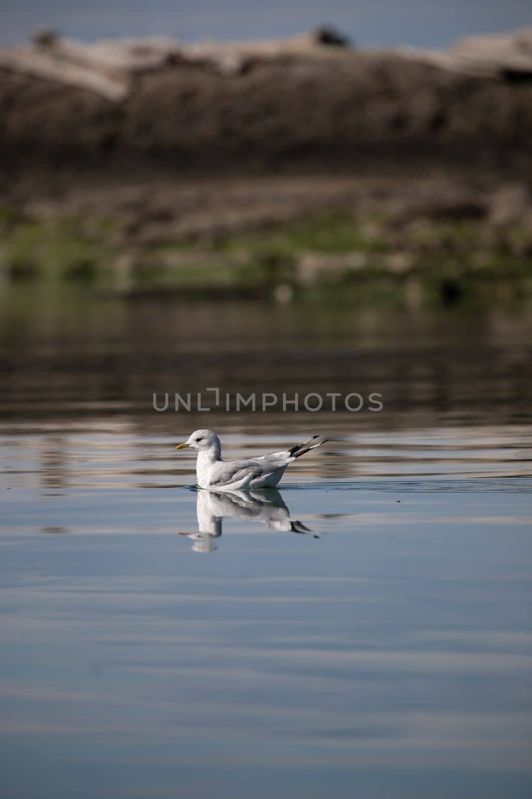 A short-billed gull formerly known as mew gull swimming in water with its reflection near a rocky shore, Gulf Island National Marine Park