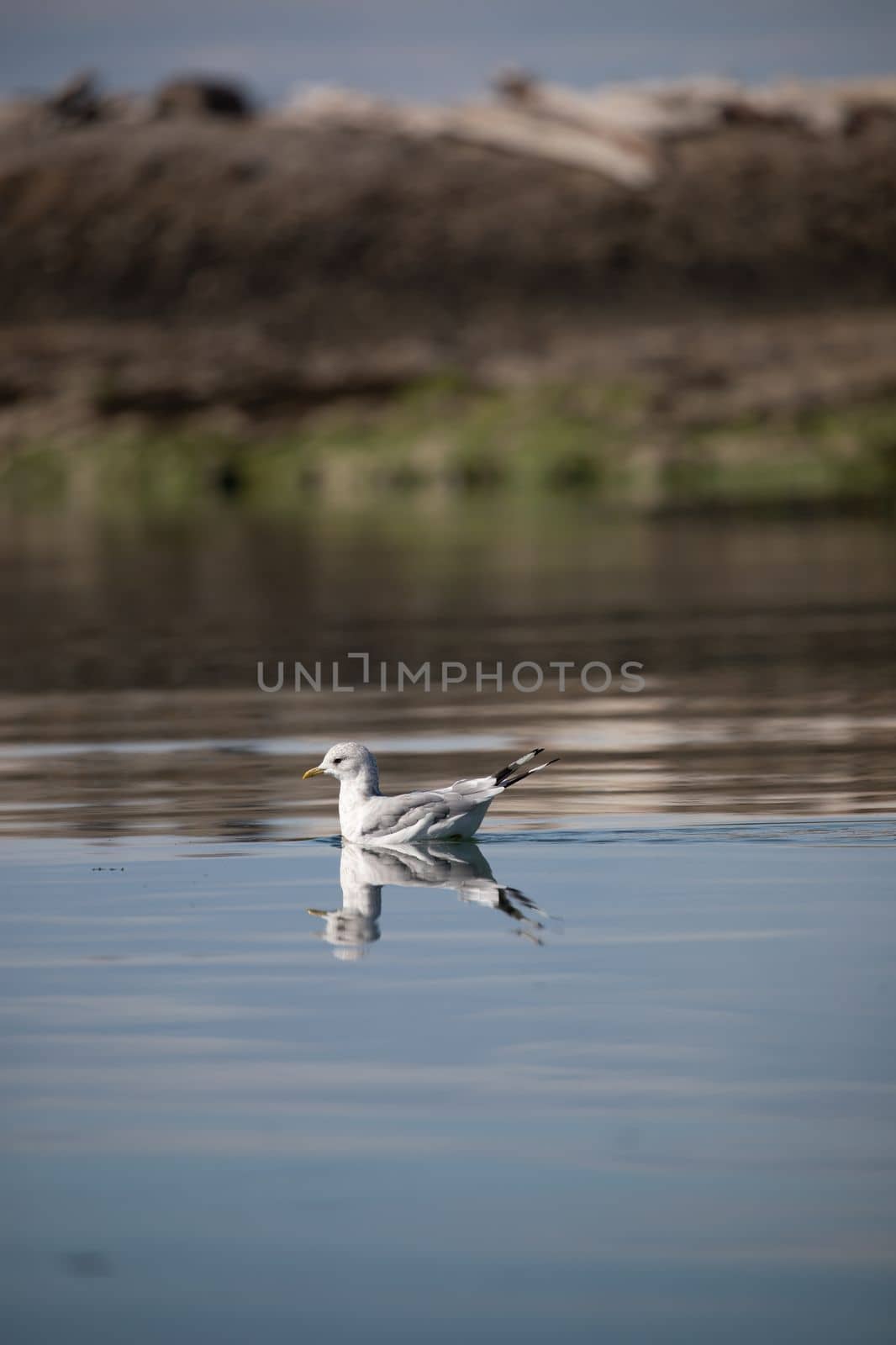 A short-billed gull formerly known as mew gull swimming in water with its reflection near a rocky shore by Granchinho