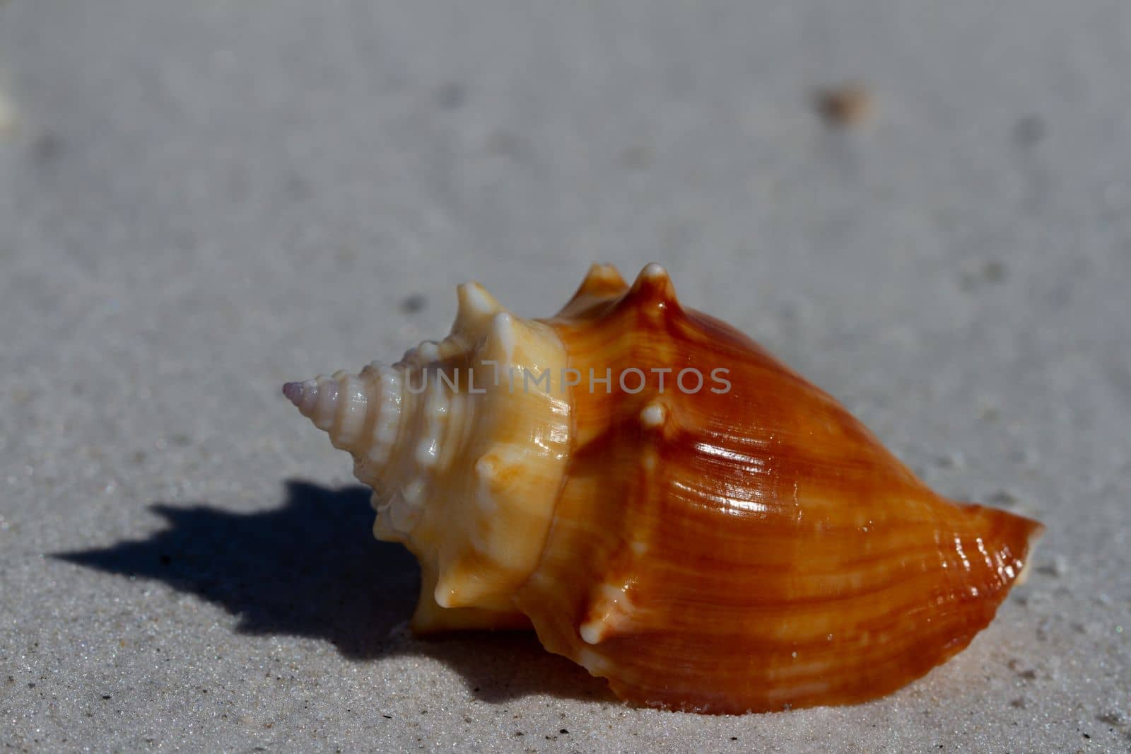 Front view of a Florida fighting conch, Strombus alatus, found on a beach, Naples Florida, United States