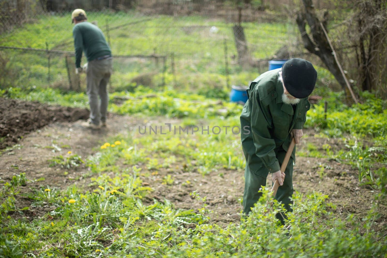 Grandfather and grandson in garden. Digging up garden. Planting. Russians are digging potatoes in garden.