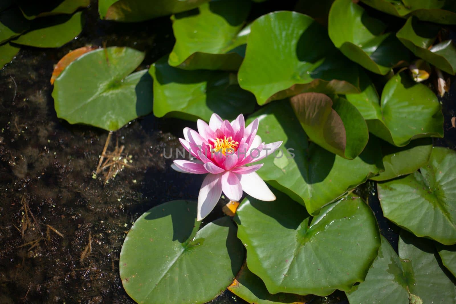 Lily in swamp. Lotus on pond. Beautiful nature. by OlegKopyov