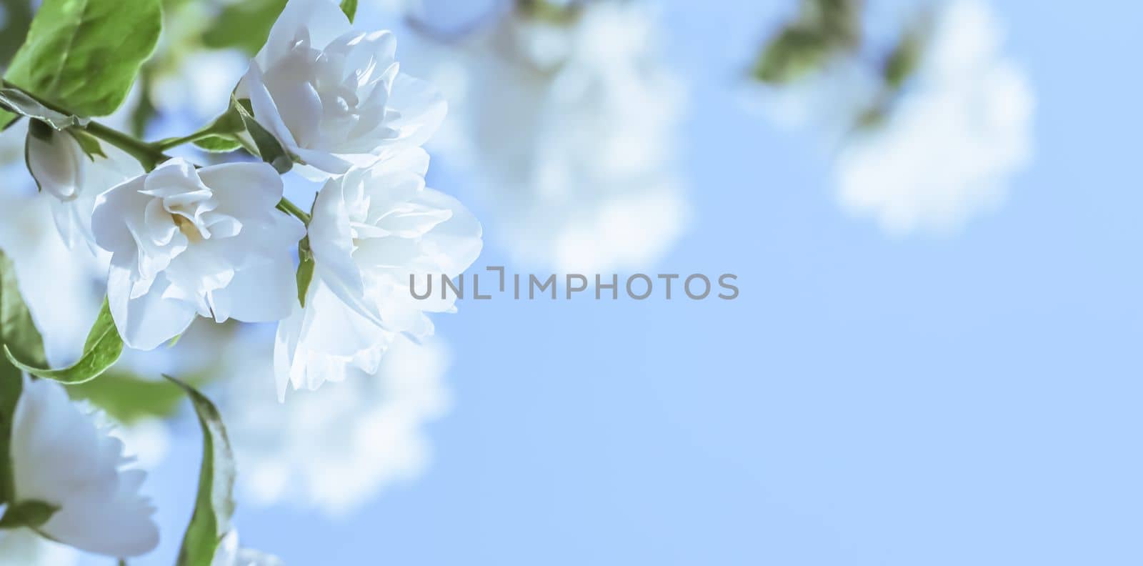 White terry Jasmine flower petals on a blue background. Macro flowers backdrop by Olayola