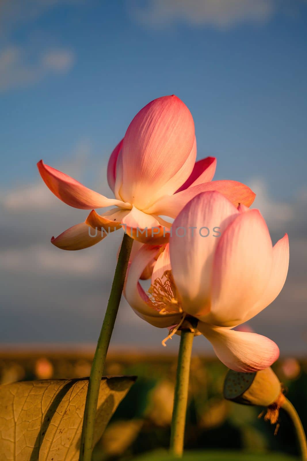 Sunrise in the field of lotuses, Pink lotus Nelumbo nucifera sways in the wind. Against the background of their green leaves. Lotus field on the lake in natural environment