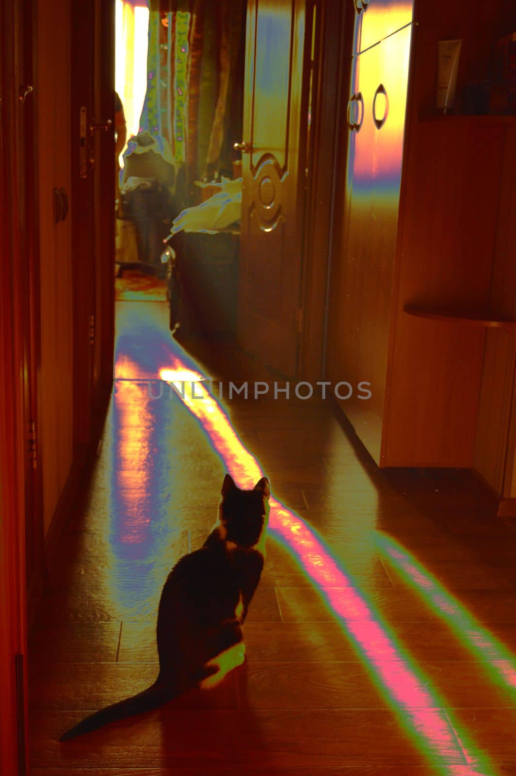 black cat sitting in morning light, fantasy photo processing, rainbow pattern by claire_lucia