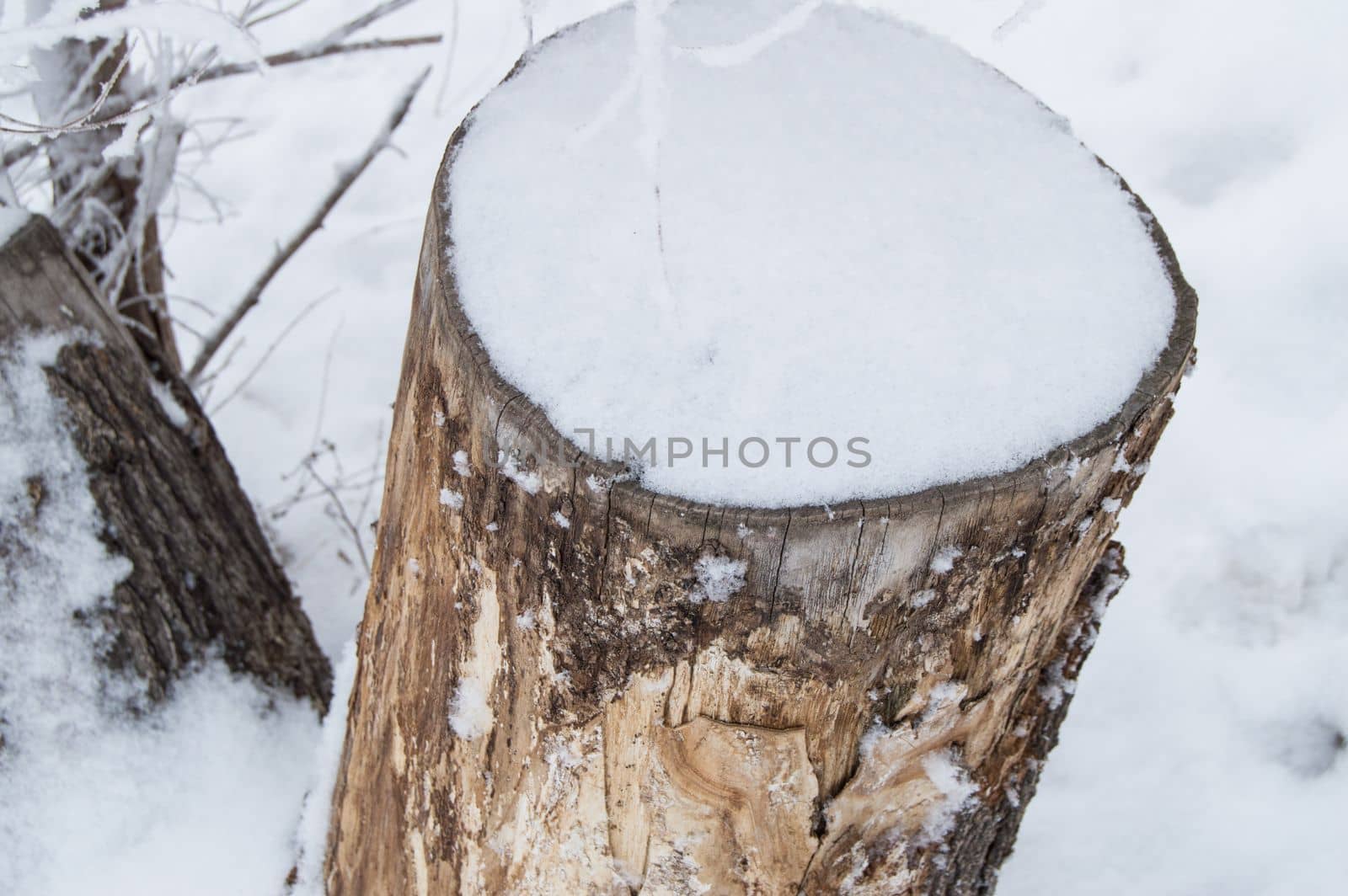 Old tree stump covered with snow in winter forest, Park on a cold day.
