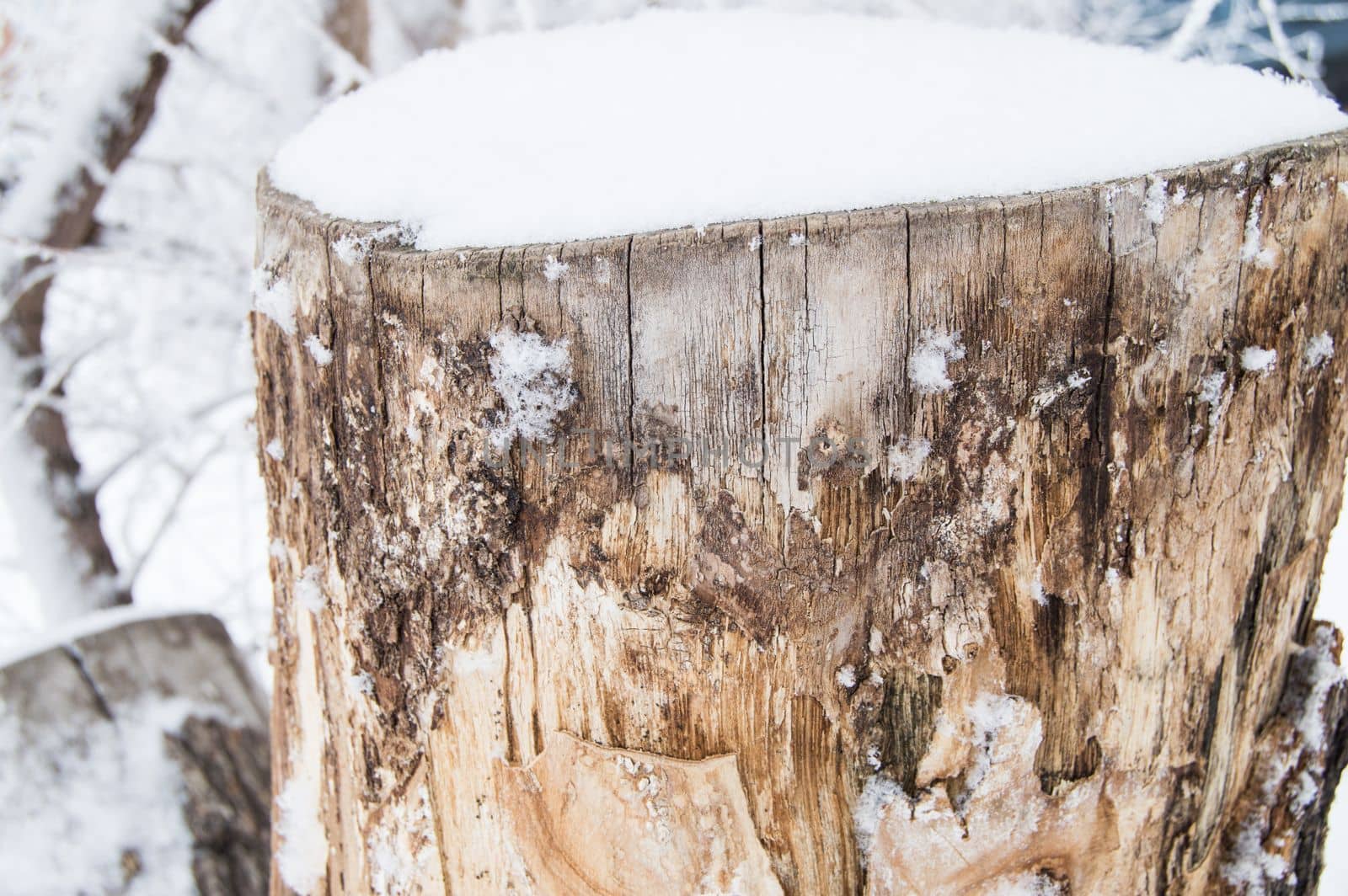 Old tree stump covered with snow in winter forest, Park on a cold day.