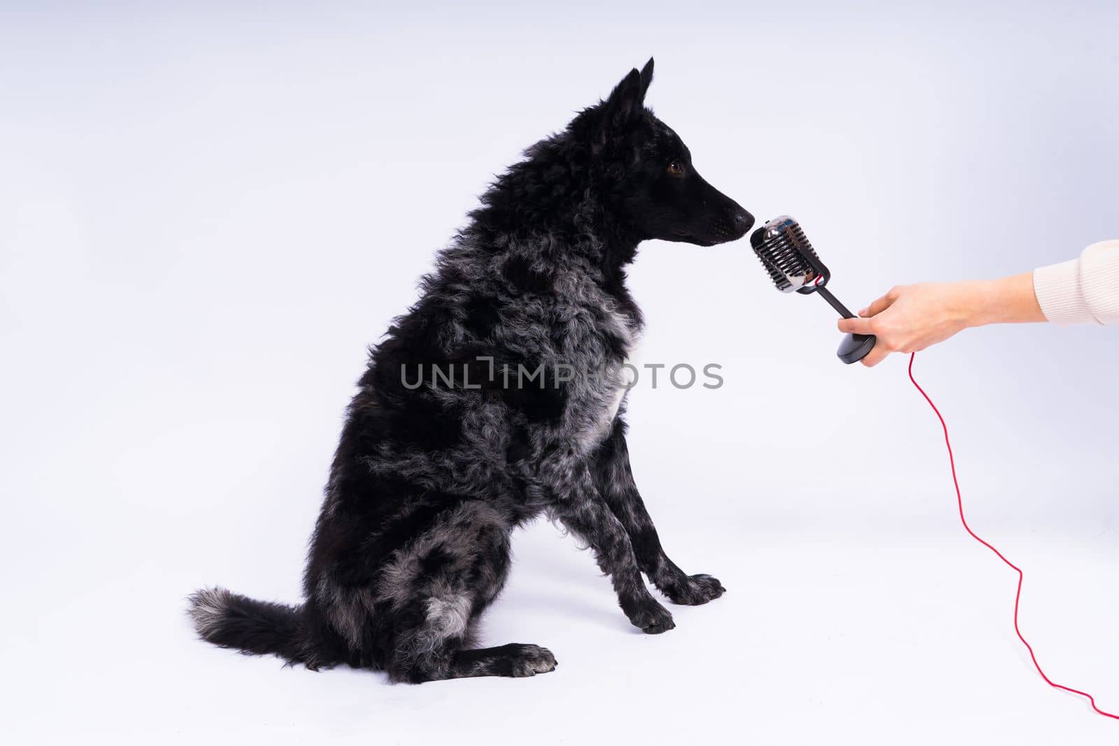 Beatiful mudi dog singing into a microphone in studio ehite background by Zelenin