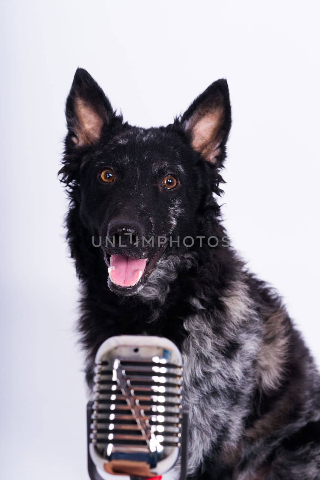 Beatiful mudi dog singing into a microphone in studio ehite background by Zelenin