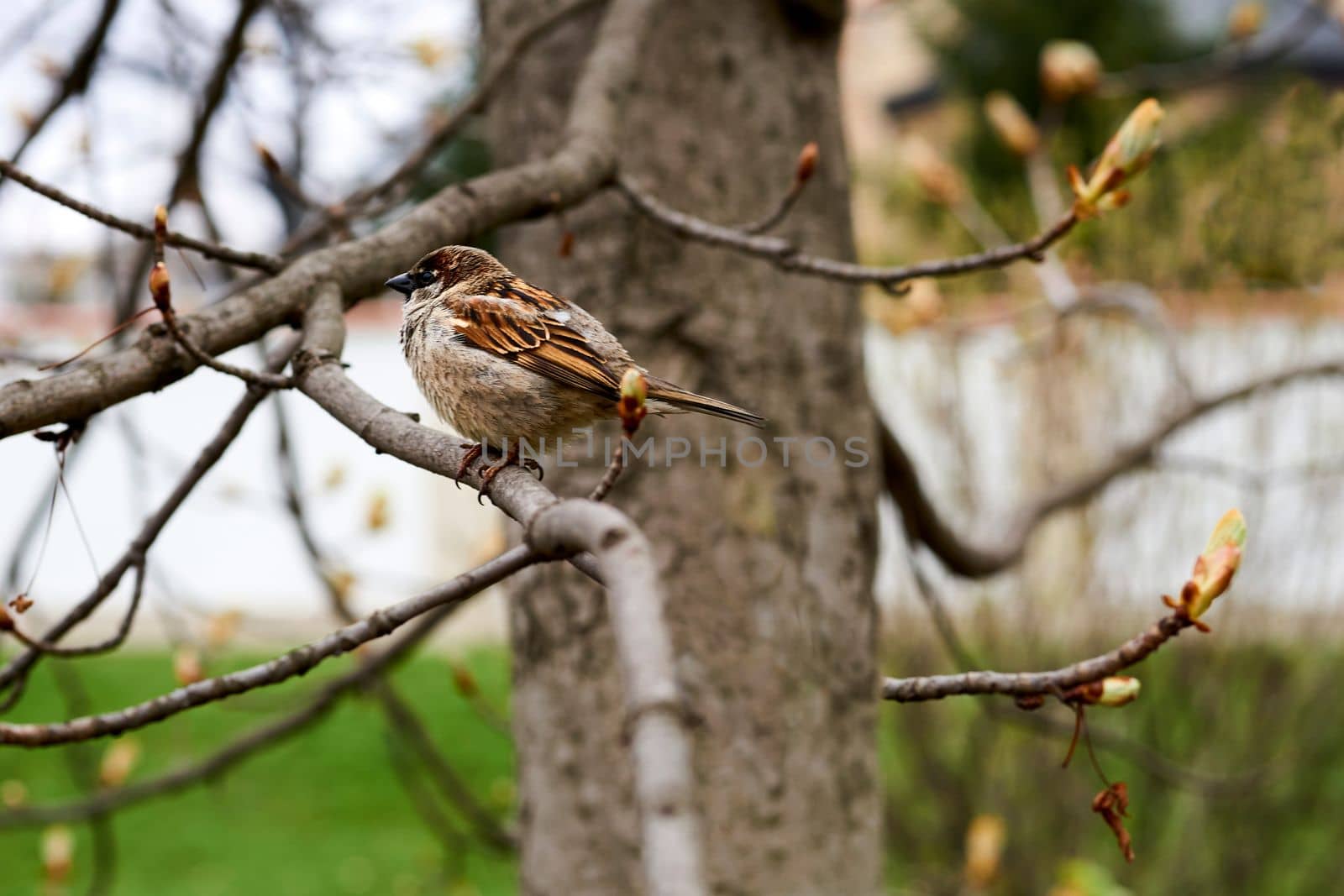 a small Old World bird related to the weaverbirds, typically with brown and gray plumage. Cute sparrow sitting on a spring branch with blossoming buds