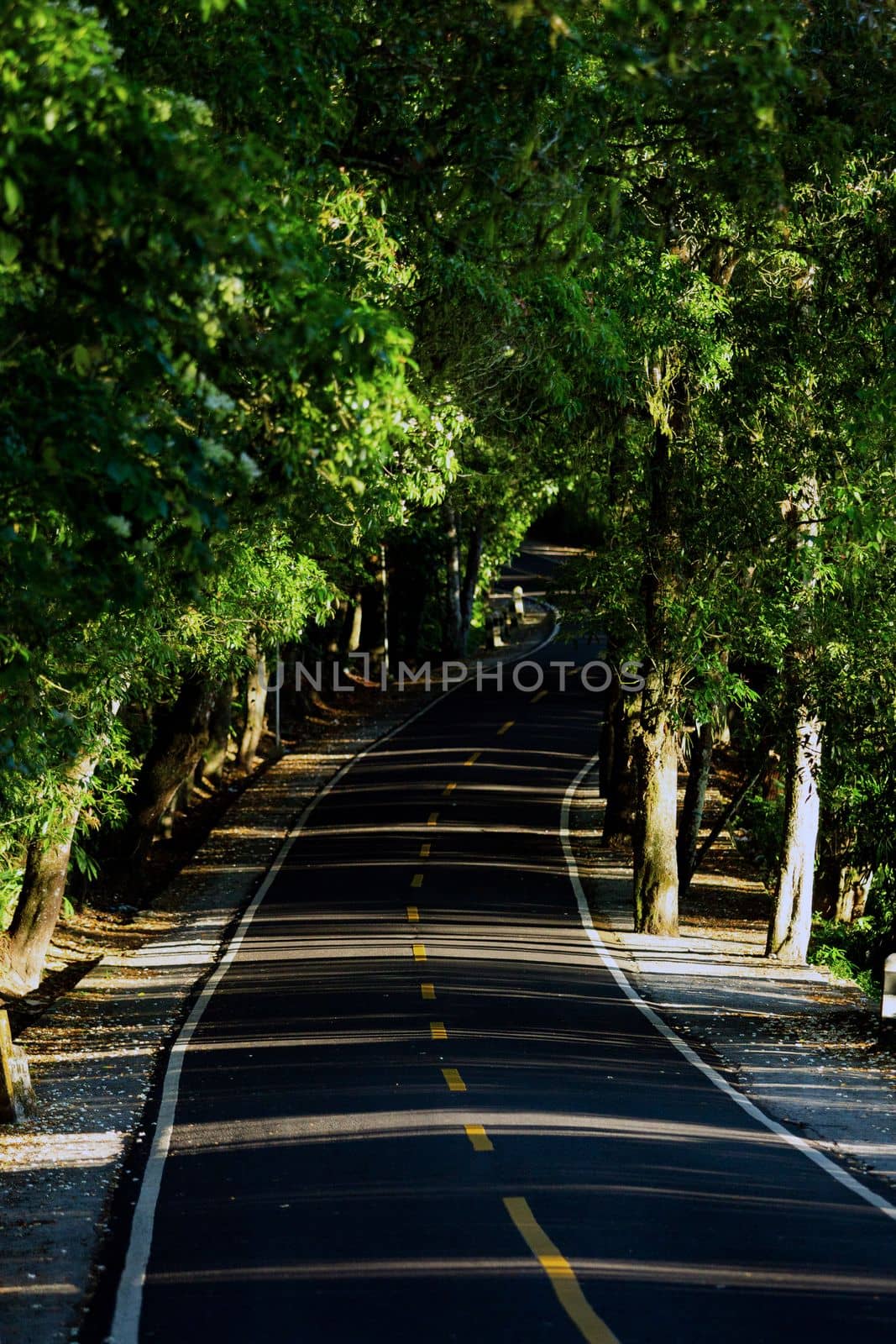 view of a beautiful road in the forest by Alexzhilkin