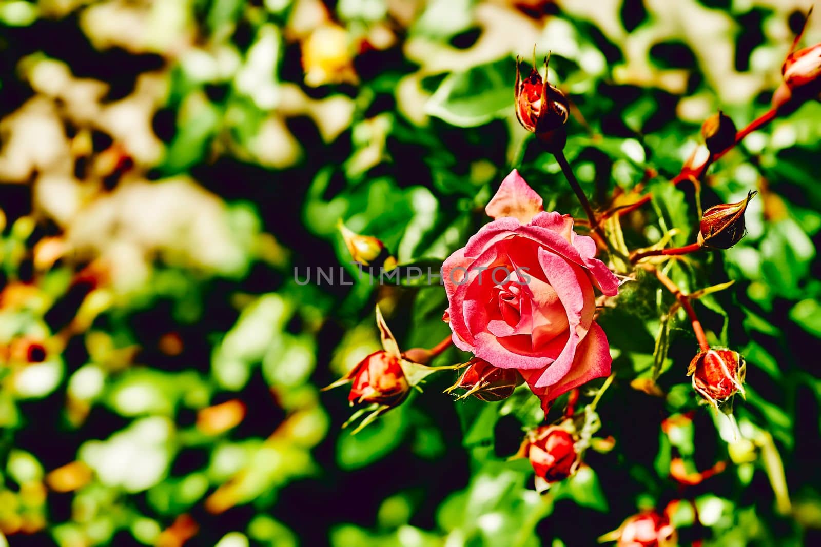 a prickly bush or shrub that typically bears red, pink, yellow, or white fragrant flowers, native to north temperate regions.