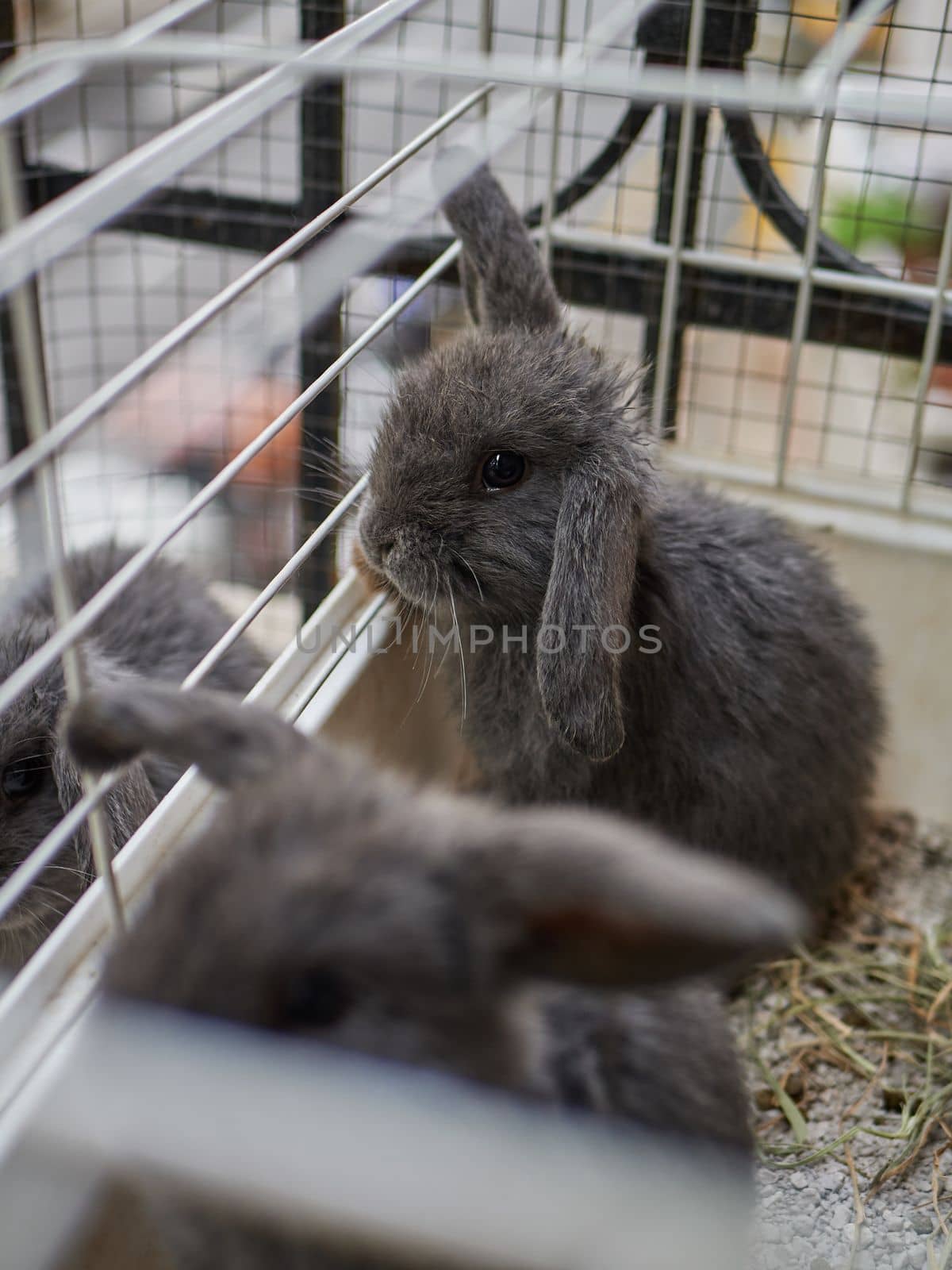Small grey rabbits sitting in the cage. Keeping animals at home. by apavlin