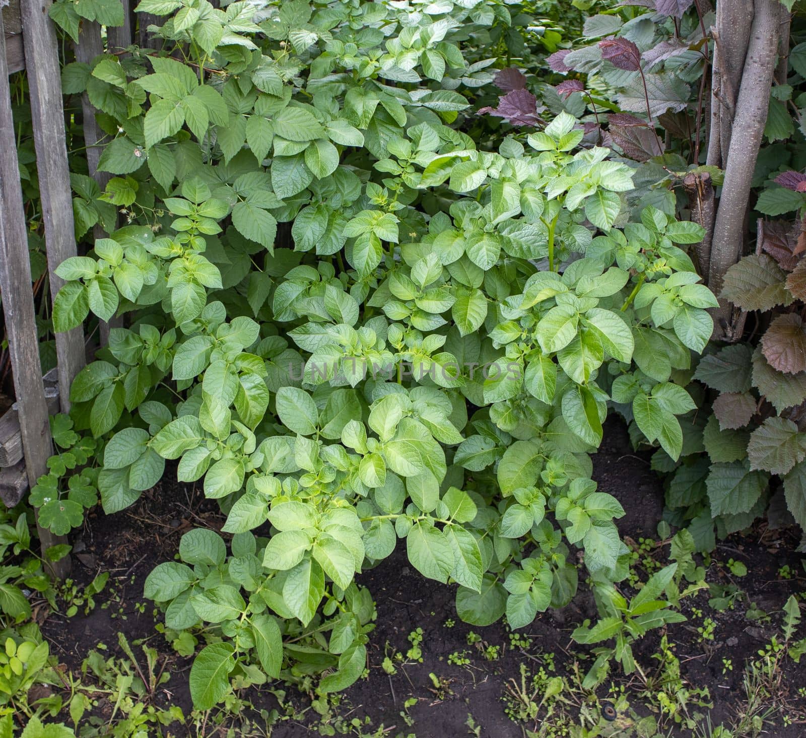 Close-up of potato growing in the backyard of an eco-farm, a young green potato bush against the background of the ground. Potato tops in the garden.