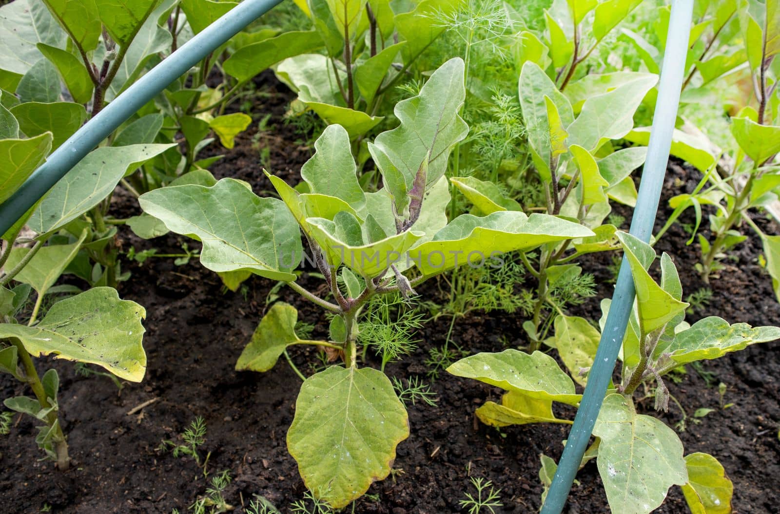 Close-up of growing young eggplant seedlings in a greenhouse under arcs for a normal microclimate and a large harvest.