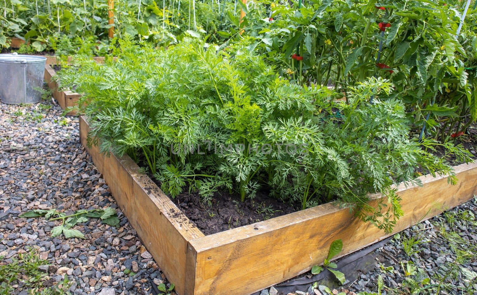 Growing vegetables on a raised wooden bed in the backyard garden, vegetable growing concept.