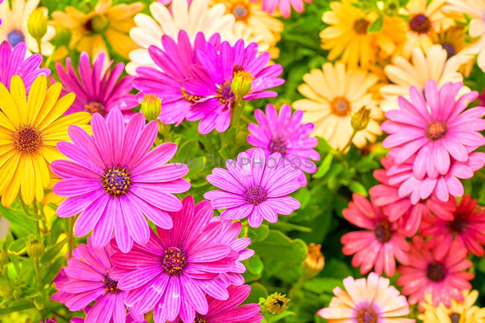 a garden plot in which flowers are grown. Pink magenta yellow gerbera flowers of the Asteraceae family on a green meadow.